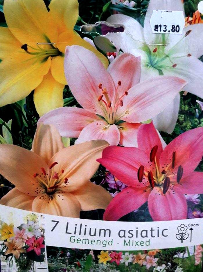 Лилиум Asiatic Mix